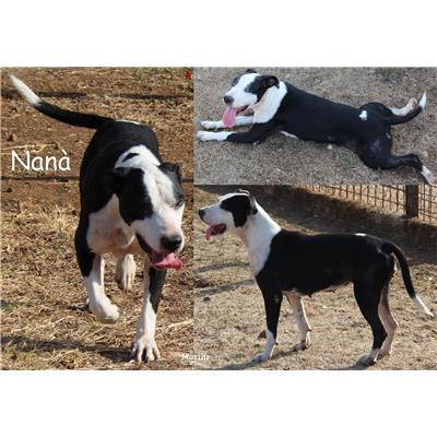 COMUNE DI NETTUNO - Cane - Microchip 380260044554777