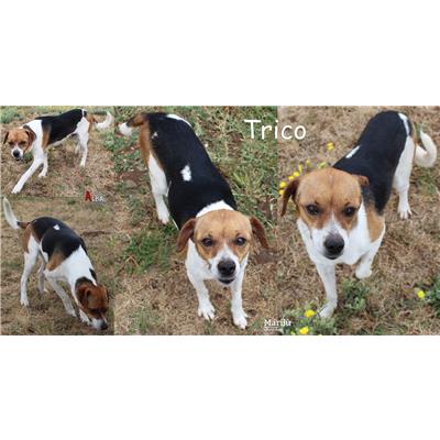 COMUNE DI NETTUNO - Cane - Microchip 380260044554577