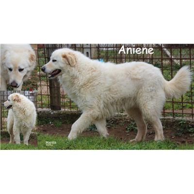 COMUNE DI ANZIO - Cane - Microchip 380260043589734