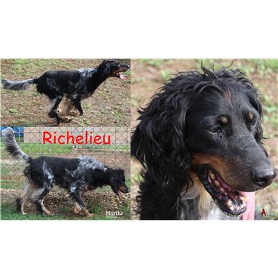 COMUNE DI ANZIO - Cane - Microchip 380260100360290