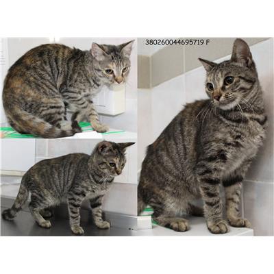 COMUNE DI ANZIO - Gatto - Microchip 380260044695719