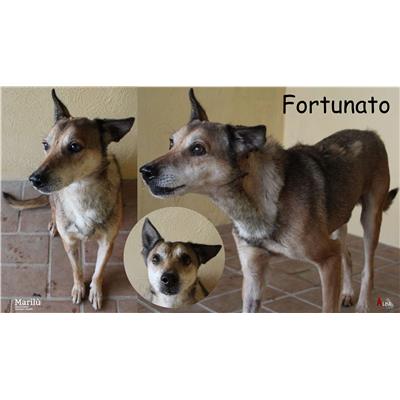 COMUNE DI NETTUNO - Cane - Microchip 380260044695777