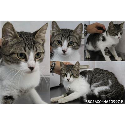 COMUNE DI ANZIO - Gatto - Microchip 380260044620997