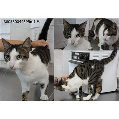 COMUNE DI MARINO - Gatto - Microchip 380260044695611