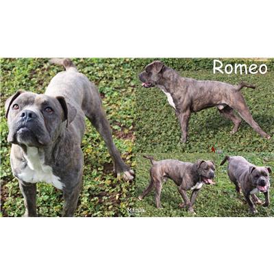 COMUNE DI ANZIO - Cane - Microchip 380260044690420