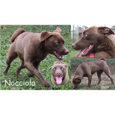 COMUNE DI ANZIO - Cane - Microchip 380260044691105